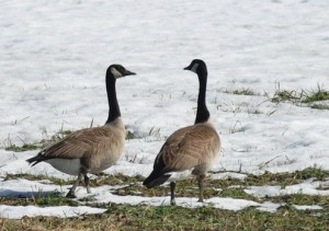 Outardes A