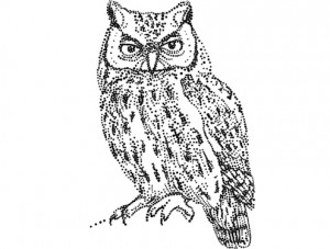 Hibou1