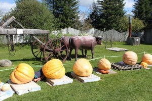 Citrouilles2011