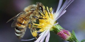 Abeille