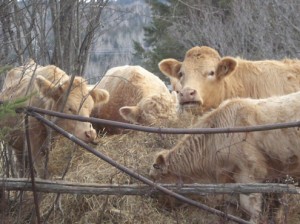 Boeufs