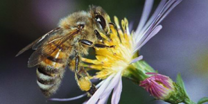 Bee - copie
