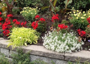 20130724 Fleurs