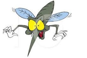 mosquito