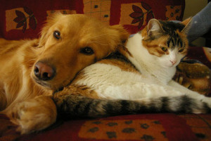 Chien  Chat