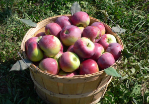Pommes_MT