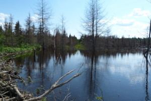 ÉtangCastor