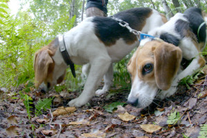 chienscourants
