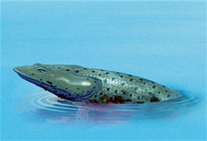 Coelacanthe