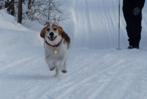 Chien dans la neige2015-SPA