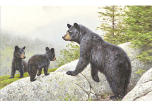Timbre ours