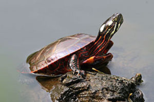 PaintedTurtle