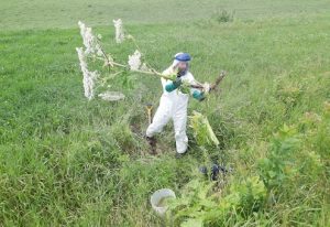 COBARIC-eradication-plant-en-fleurs
