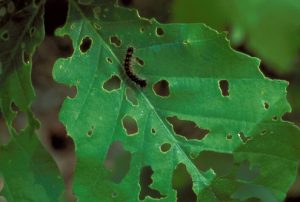 Defoliation-spongieuse-source-USDA