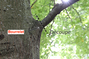 schema-de-la-taille-des-arbres